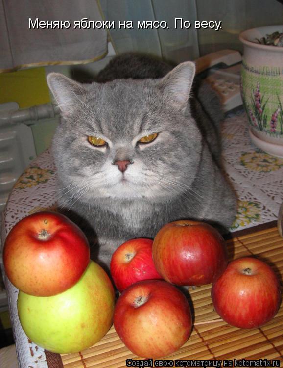 Меняю яблоки на мясо. По весу.... Котоматрица: Меняю яблоки на мясо. По весу.