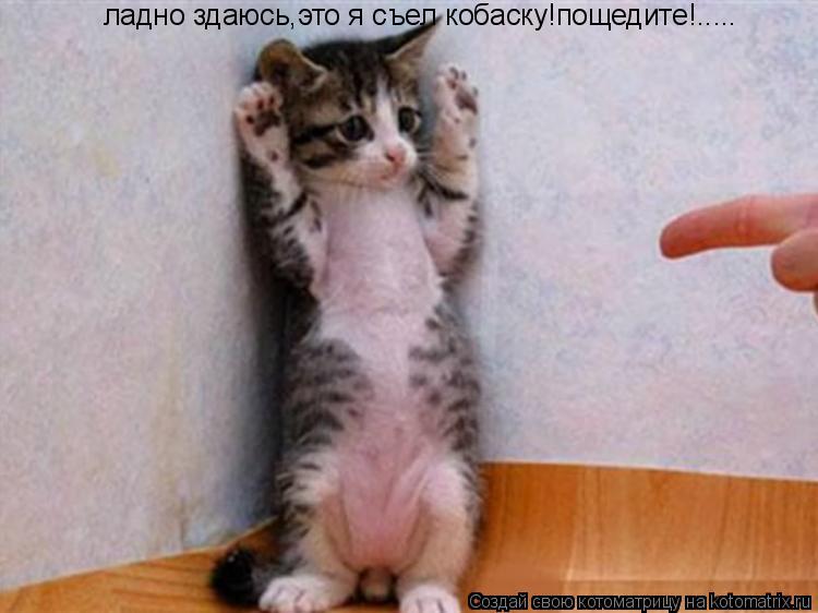 ладно здаюсь,это я съел кобаску!пощедите!........ Котоматрица: ладно здаюсь,это я съел кобаску!пощедите!.....