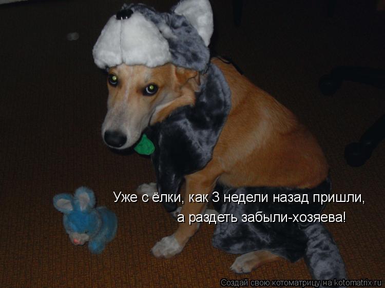 Уже с ёлки, как 3 недели назад пришли, а раздеть забыли-хозяева!... Котоматрица: Уже с ёлки, как 3 недели назад пришли, а раздеть забыли-хозяева!