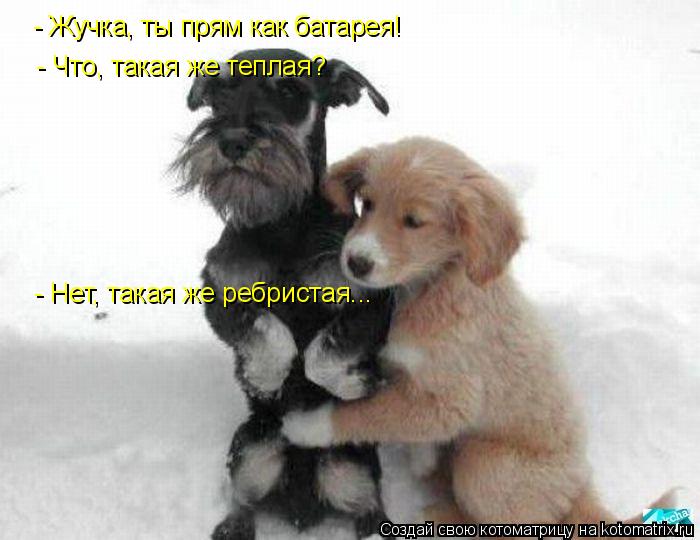 - Жучка, ты прям как батарея! - Что, такая же теплая? - Нет, такая же ребристая...... Котоматрица: - Жучка, ты прям как батарея! - Что, такая же теплая? - Нет, такая же ребристая...