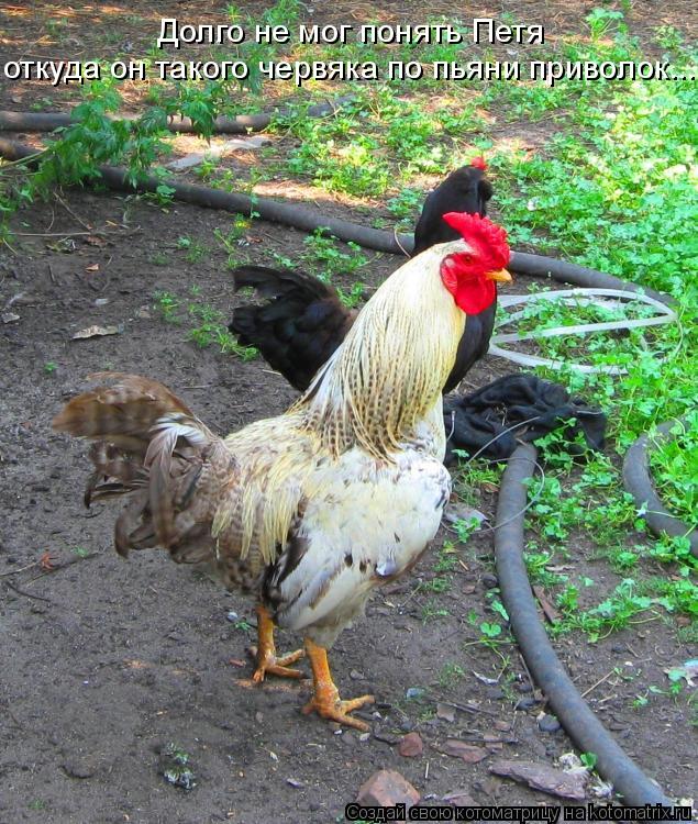 Долго не мог понять Петя откуда он такого червяка по пьяни приволок...... Котоматрица: Долго не мог понять Петя откуда он такого червяка по пьяни приволок...