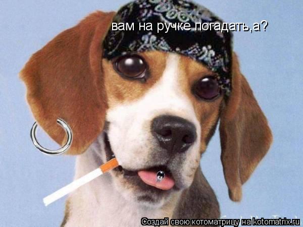 вам на ручке погадать,а?... Котоматрица: вам на ручке погадать,а?