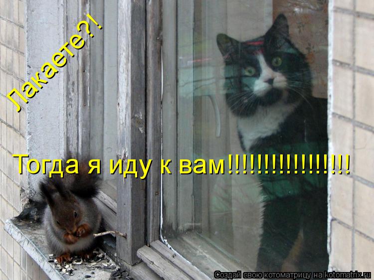 Лакаете?! Тогда я иду к вам!!!!!!!!!!!!!!!!!... Котоматрица: Лакаете?! Тогда я иду к вам!!!!!!!!!!!!!!!!!