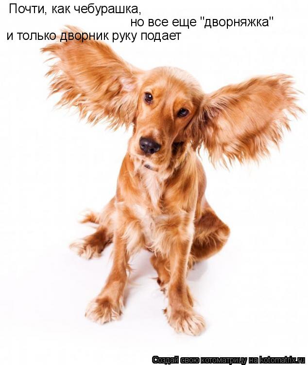 Почти, как чебурашка, но все еще "дворняжка" и только дворник руку подает... Котоматрица: Почти, как чебурашка, но все еще "дворняжка" и только дворник руку подает