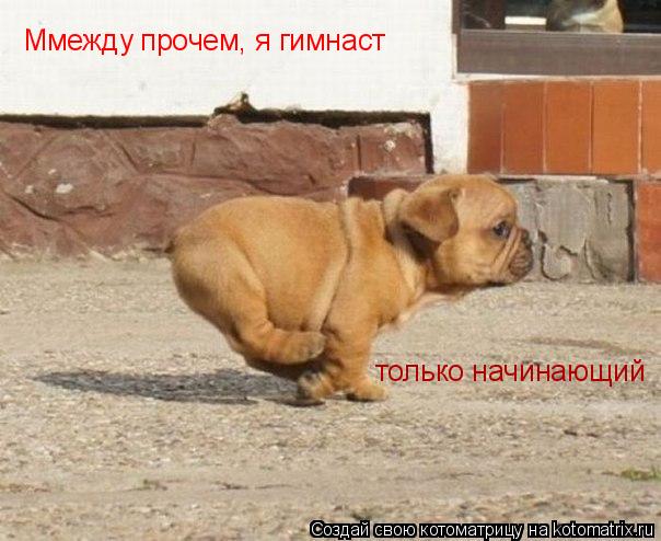 Ммежду прочем, я гимнаст только начинающий... Котоматрица: Ммежду прочем, я гимнаст только начинающий