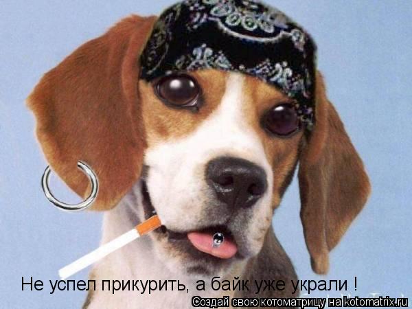 Не успел прикурить, а байк уже украли !... Котоматрица: Не успел прикурить, а байк уже украли !