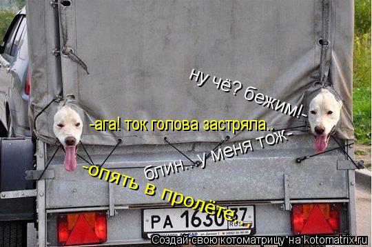ну чё? бежим!- -ага! ток голова застряла.. блин...у меня тож- -опять в пролёте...... Котоматрица: ну чё? бежим!- -ага! ток голова застряла.. блин...у меня тож- -опять в пролёте...