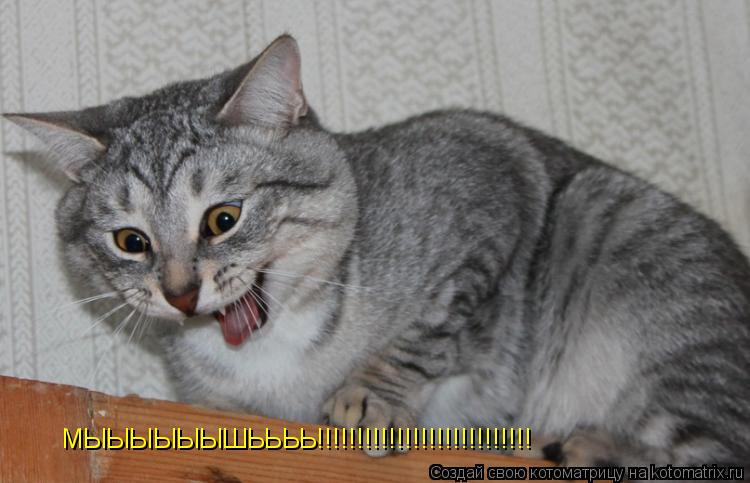 МЫЫЫЫЫЫШЬЬЬЬ!!!!!!!!!!!!!!!!!!!!!!!!!!!... Котоматрица: МЫЫЫЫЫЫШЬЬЬЬ!!!!!!!!!!!!!!!!!!!!!!!!!!!