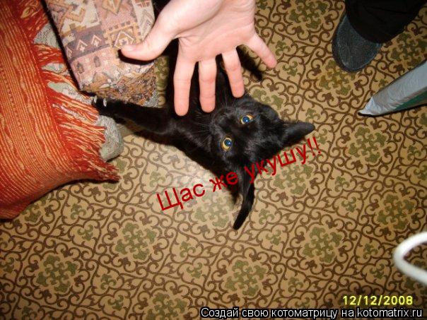Щас же укушу!!... Котоматрица: Щас же укушу!!