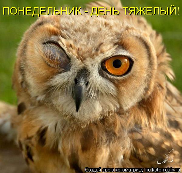 ПОНЕДЕЛЬНИК - ДЕНЬ ТЯЖЕЛЫЙ!... Котоматрица: ПОНЕДЕЛЬНИК - ДЕНЬ ТЯЖЕЛЫЙ!