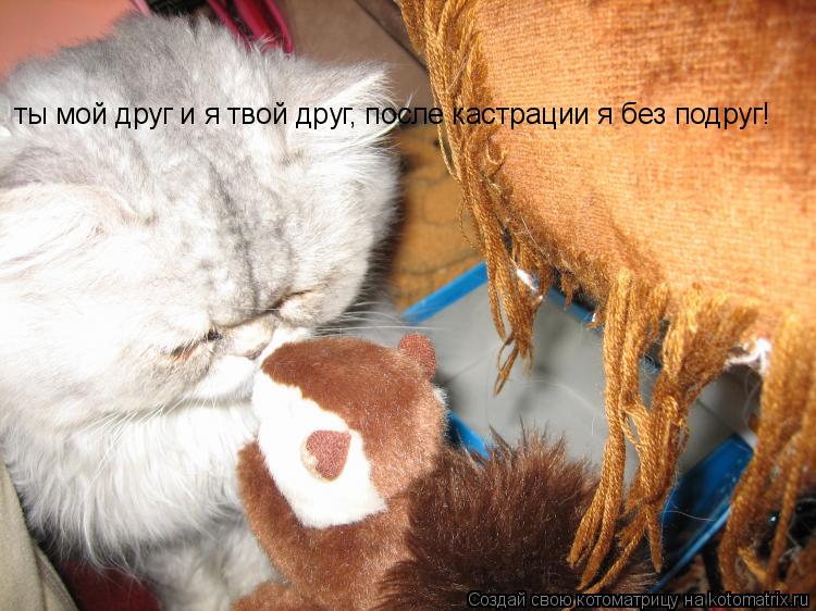 ты мой друг и я твой друг, после кастрации я без подруг!... Котоматрица: ты мой друг и я твой друг, после кастрации я без подруг!