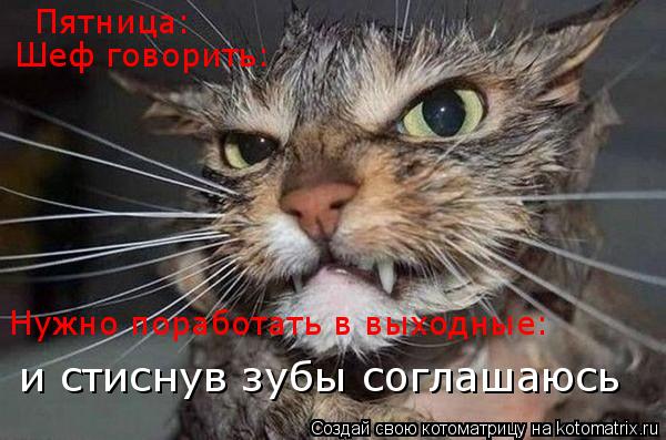 Пятница: Шеф говорить: Нужно поработать в выходные: и стиснув зубы соглашаюсь... Котоматрица: Пятница: Шеф говорить: Нужно поработать в выходные: и стиснув зубы соглашаюсь