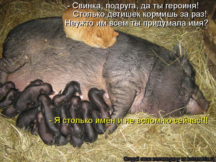 Столько детишек кормишь за раз! Неужто им всем ты придумала имя? - Свинка, подруга, да ты героиня! - ... Котоматрица: Столько детишек кормишь за раз! Неужто им всем ты придумала имя? - Свинка, подруга, да ты героиня! - Я столько имён и не вспомню сейчас!!!