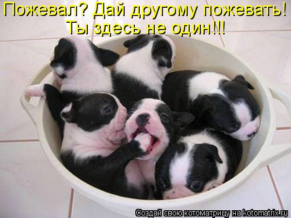 Пожевал? Дай другому пожевать! Ты здесь не один!!!... Котоматрица: Пожевал? Дай другому пожевать! Ты здесь не один!!!