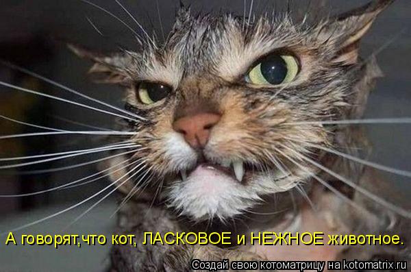А говорят,что кот, ЛАСКОВОЕ и НЕЖНОЕ животное.... Котоматрица: А говорят,что кот, ЛАСКОВОЕ и НЕЖНОЕ животное.