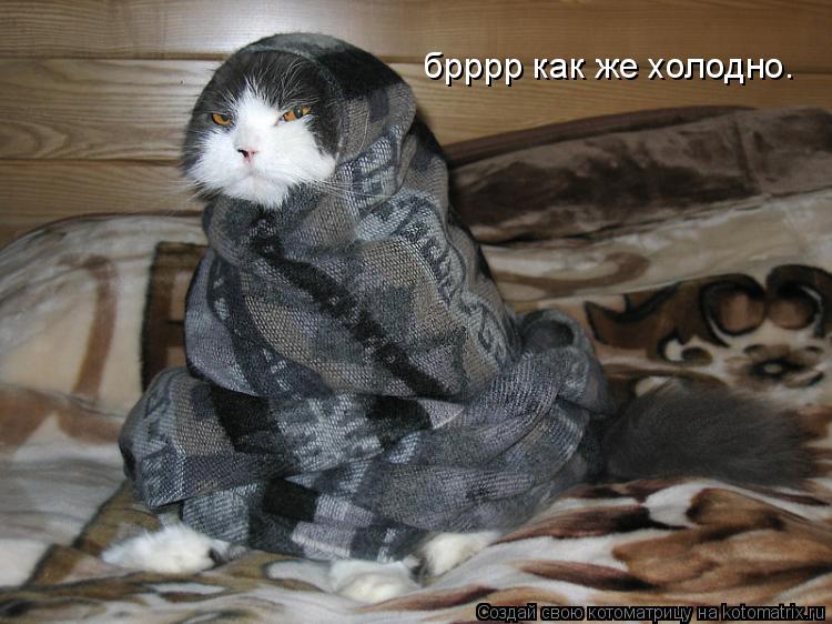 брррр как же холодно.... Котоматрица: брррр как же холодно.