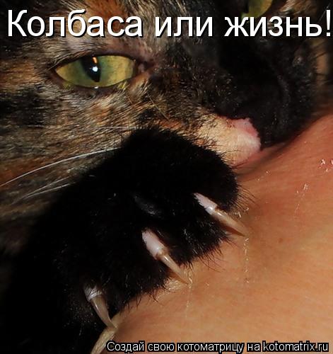 Колбаса или жизнь!!!!!... Котоматрица: Колбаса или жизнь!!!!!