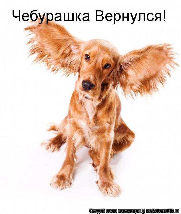 Чебурашка Вернулся!... Котоматрица: Чебурашка Вернулся!