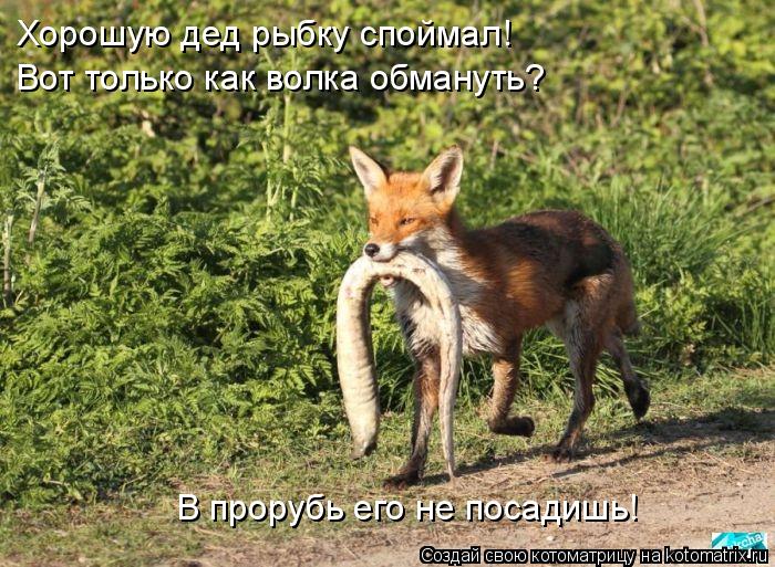 Хорошую дед рыбку споймал! Вот только как волка обмануть? В прорубь его не посадишь!... Котоматрица: Хорошую дед рыбку споймал! Вот только как волка обмануть? В прорубь его не посадишь!