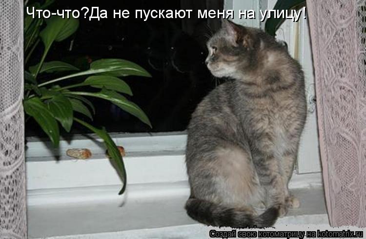 Что-что?Да не пускают меня на улицу!... Котоматрица: Что-что?Да не пускают меня на улицу!