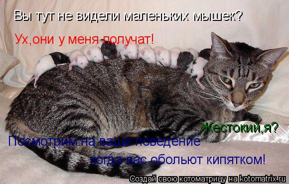 Вы тут не видели маленьких мышек? Ух,они у меня получат! Жестокий,я? Посмотрим на ваше поведение ког... Котоматрица: Вы тут не видели маленьких мышек? Ух,они у меня получат! Жестокий,я? Посмотрим на ваше поведение когда вас обольют кипятком!