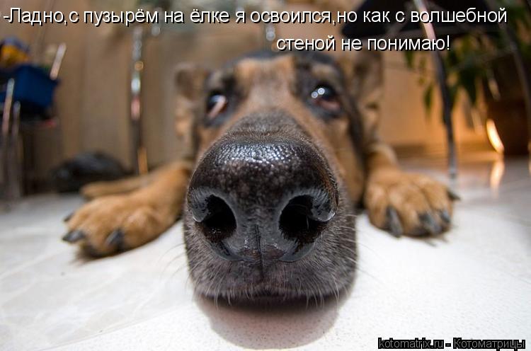 -Ладно,с пузырём на ёлке я освоился,но как с волшебной стеной не понимаю!... Котоматрица: -Ладно,с пузырём на ёлке я освоился,но как с волшебной стеной не понимаю!