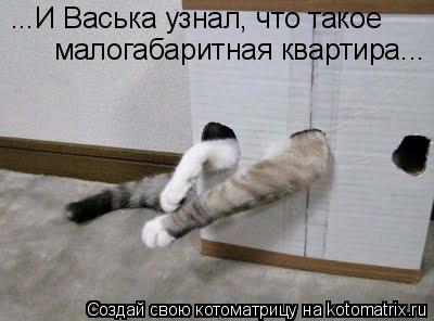 ...И Васька узнал, что такое малогабаритная квартира...... Котоматрица: ...И Васька узнал, что такое малогабаритная квартира...