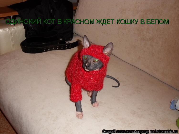 ОДИНОКИЙ КОТ В КРАСНОМ ЖДЕТ КОШКУ В БЕЛОМ... Котоматрица: ОДИНОКИЙ КОТ В КРАСНОМ ЖДЕТ КОШКУ В БЕЛОМ