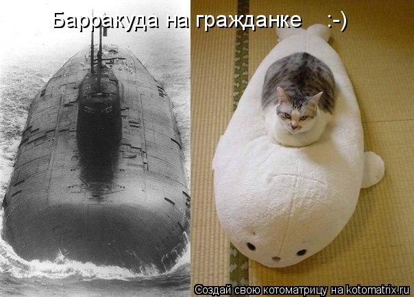 Барракуда на гражданке :-)... Котоматрица: Барракуда на гражданке :-)
