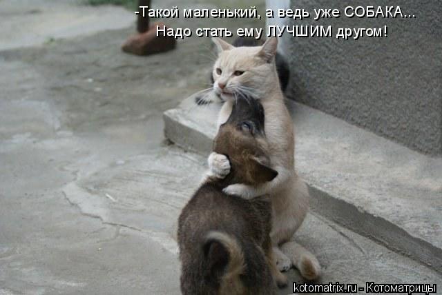 -Такой маленький, а ведь уже СОБАКА... Надо стать ему ЛУЧШИМ другом!... Котоматрица: -Такой маленький, а ведь уже СОБАКА... Надо стать ему ЛУЧШИМ другом!