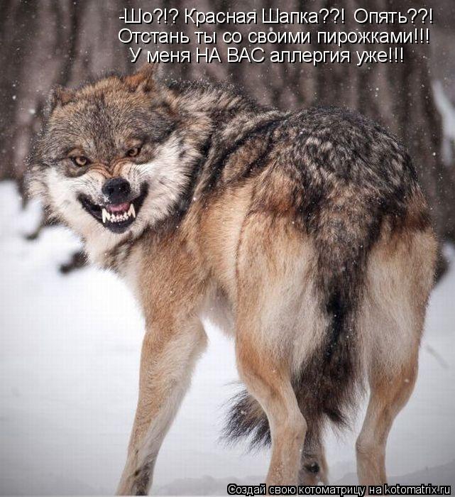 -Шо?!? Красная Шапка??! Опять??! Отстань ты со своими пирожками!!! У меня НА ВАС аллергия уже!!!... Котоматрица: -Шо?!? Красная Шапка??! Опять??! Отстань ты со своими пирожками!!! У меня НА ВАС аллергия уже!!!