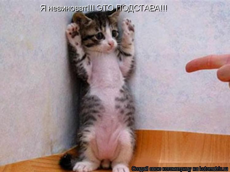Я невиноват!!! ЭТО ПОДСТАВА!!!... Котоматрица: Я невиноват!!! ЭТО ПОДСТАВА!!!
