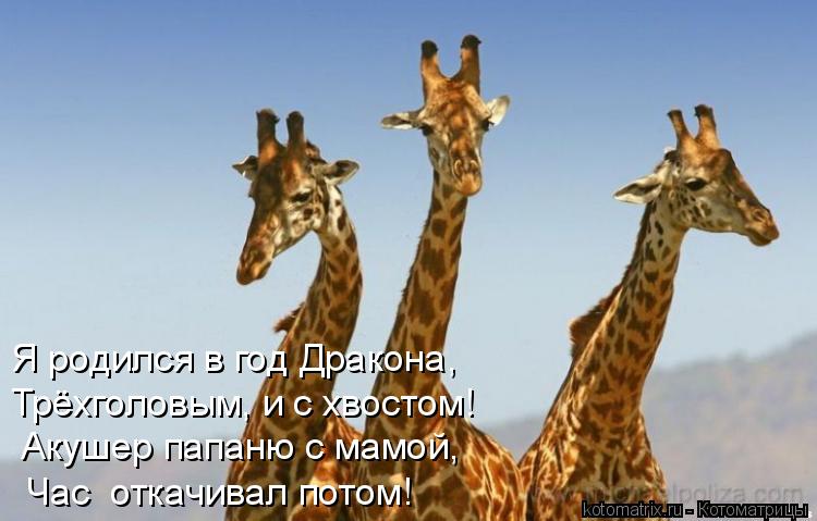 Я родился в год Дракона, Трёхголовым, и с хвостом! Акушер папаню с мамой, Час откачивал потом!... Котоматрица: Я родился в год Дракона, Трёхголовым, и с хвостом! Акушер папаню с мамой, Час откачивал потом!
