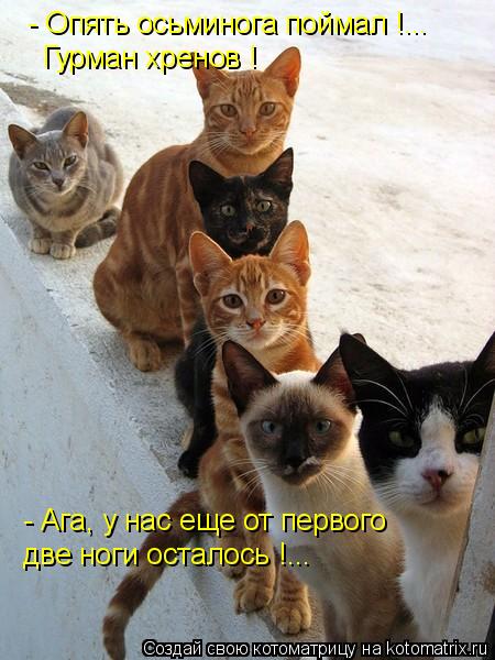 - Опять осьминога поймал !... - Ага, у нас еще от первого две ноги осталось !... Гурман хренов !... Котоматрица: - Опять осьминога поймал !... - Ага, у нас еще от первого две ноги осталось !... Гурман хренов !