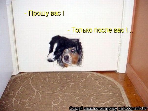- Прошу вас ! - Только после вас !...... Котоматрица: - Прошу вас ! - Только после вас !...
