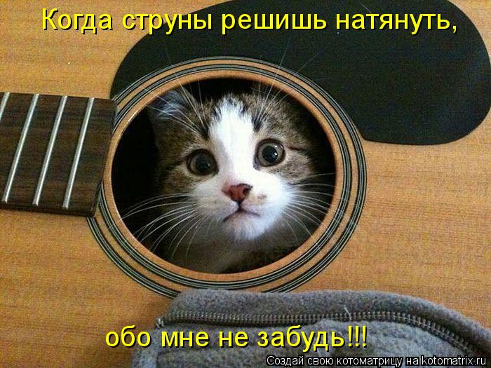 обо мне не забудь!!! Когда струны решишь натянуть,... Котоматрица: обо мне не забудь!!! Когда струны решишь натянуть,