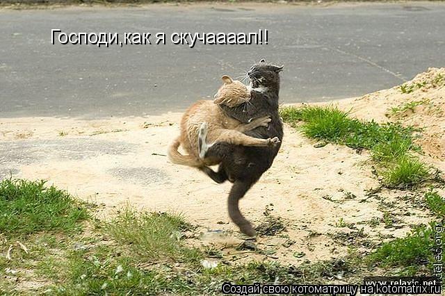 Господи,как я скучаааал!!... Котоматрица: Господи,как я скучаааал!!