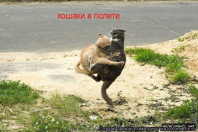 кошаки в полете... Котоматрица: кошаки в полете