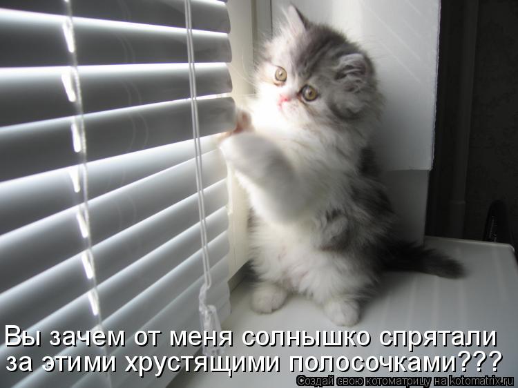 Вы зачем от меня солнышко спрятали за этими хрустящими полосочками???... Котоматрица: Вы зачем от меня солнышко спрятали за этими хрустящими полосочками???