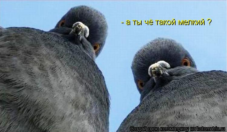 - а ты чё такой мелкий ?... Котоматрица: - а ты чё такой мелкий ?