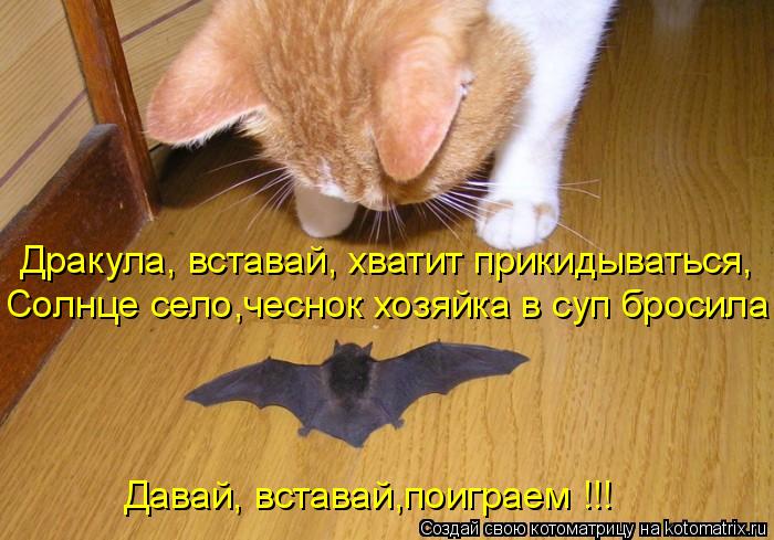 Дракула, вставай, хватит прикидываться, Солнце село,чеснок хозяйка в суп бросила Давай, вставай,поиг... Котоматрица: Дракула, вставай, хватит прикидываться, Солнце село,чеснок хозяйка в суп бросила Давай, вставай,поиграем !!!