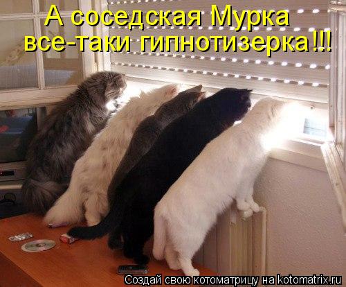 А соседская Мурка все-таки гипнотизерка!!!... Котоматрица: А соседская Мурка все-таки гипнотизерка!!!