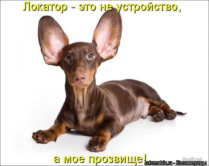 Локатор - это не устройство, а мое прозвище!... Котоматрица: Локатор - это не устройство, а мое прозвище!