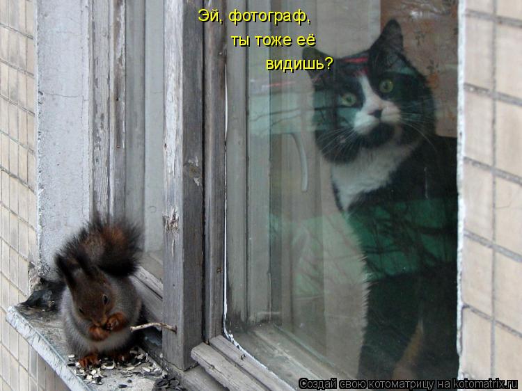 Эй, фотограф, ты тоже её видишь?... Котоматрица: Эй, фотограф, ты тоже её видишь?
