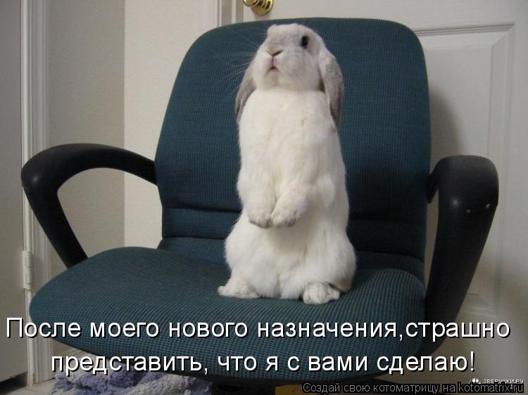 После моего нового назначения,страшно представить, что я с вами сделаю!... Котоматрица: После моего нового назначения,страшно представить, что я с вами сделаю!