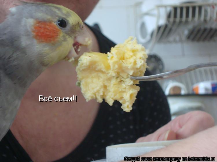 Всё съем!!... Котоматрица: Всё съем!!
