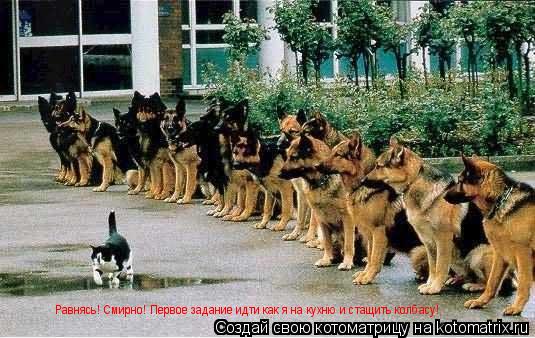 Равнясь! Смирно! Первое задание идти как я на кухню и стащить колбасу!... Котоматрица: Равнясь! Смирно! Первое задание идти как я на кухню и стащить колбасу!