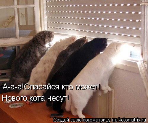 А-а-а!Спасайся кто может! Нового кота несут!... Котоматрица: А-а-а!Спасайся кто может! Нового кота несут!