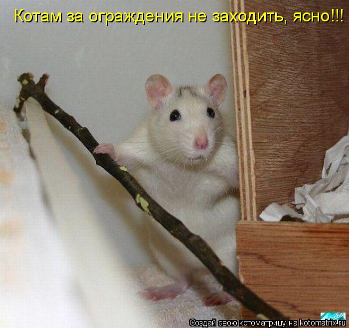 Котам за ограждения не заходить, ясно!!!... Котоматрица: Котам за ограждения не заходить, ясно!!!