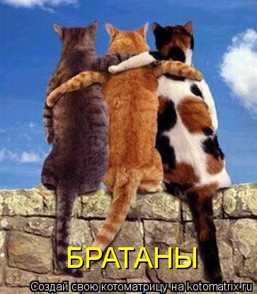 БРАТАНЫ... Котоматрица: БРАТАНЫ